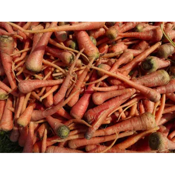 Natural Red Carrot